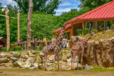 Maryland zoo in baltimore. Things To Know About Maryland zoo in baltimore. 